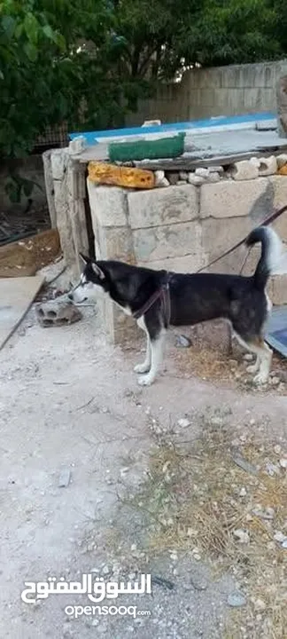 كلب هاسكي للبيع
