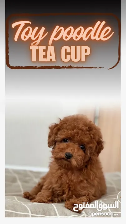 Toy Poodle - Tea Cup  ( puppy ) - Female