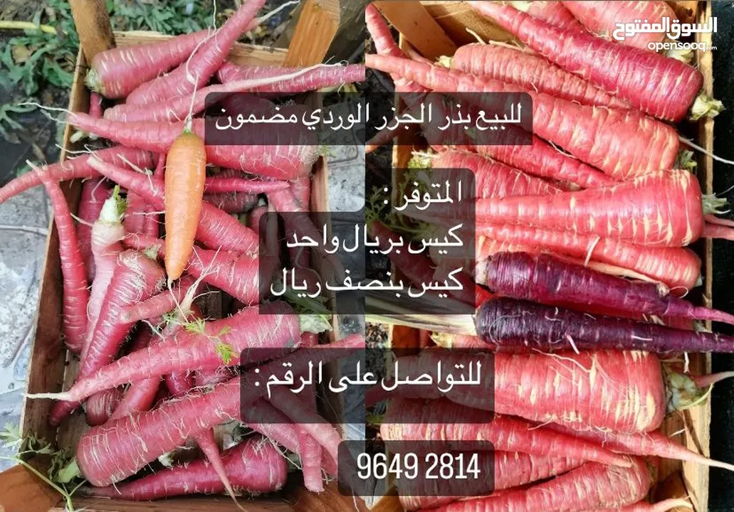 نباتات و بذور