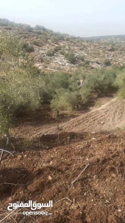 ارض على طريق بلعا دير الغصون قبل مفرق اكتابا