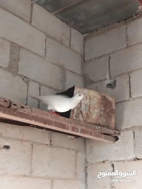 حمام نخب النخب  ثلاث جواز