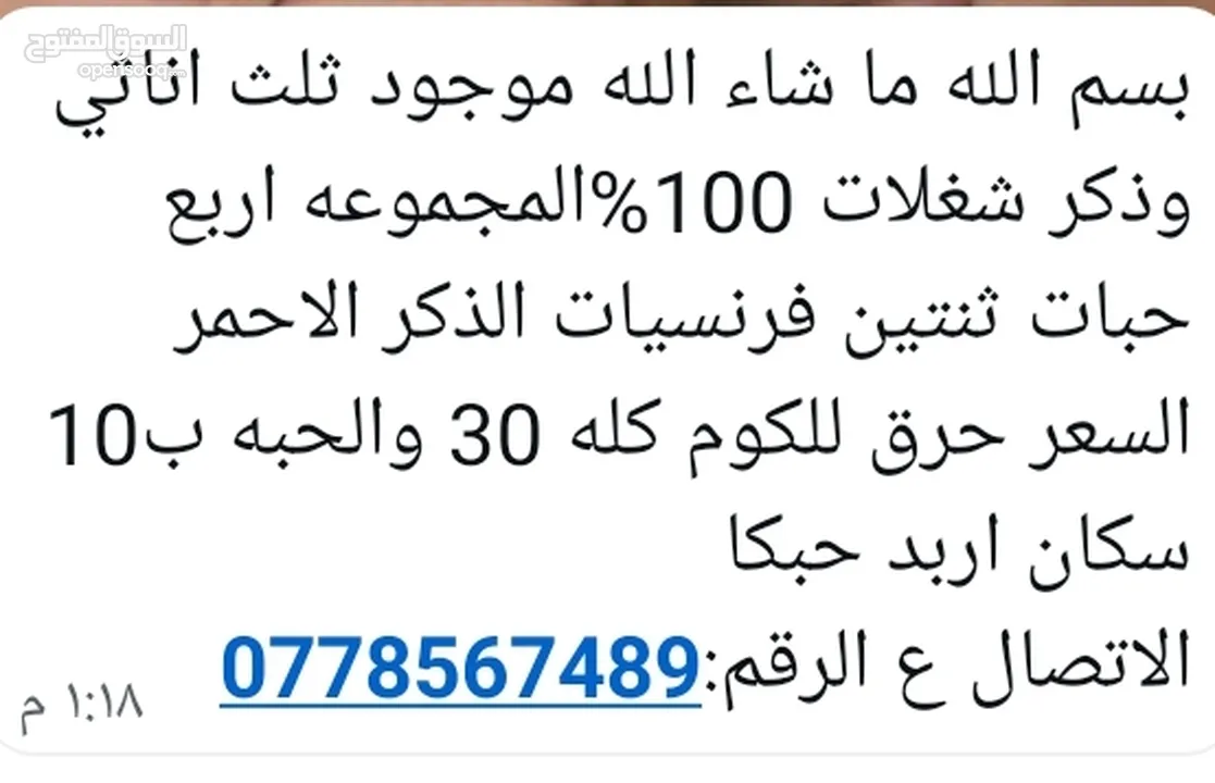أرانب البيع عدد 10 كل شغال