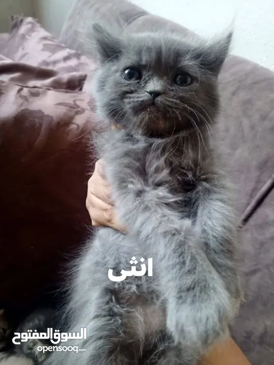 2 ذكر 2 اناث