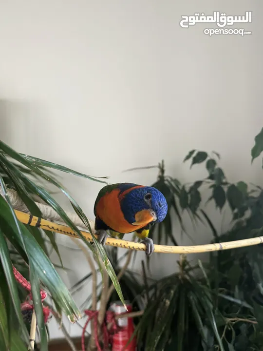 Lovely rainbow lorikeet trained and can do some tricks