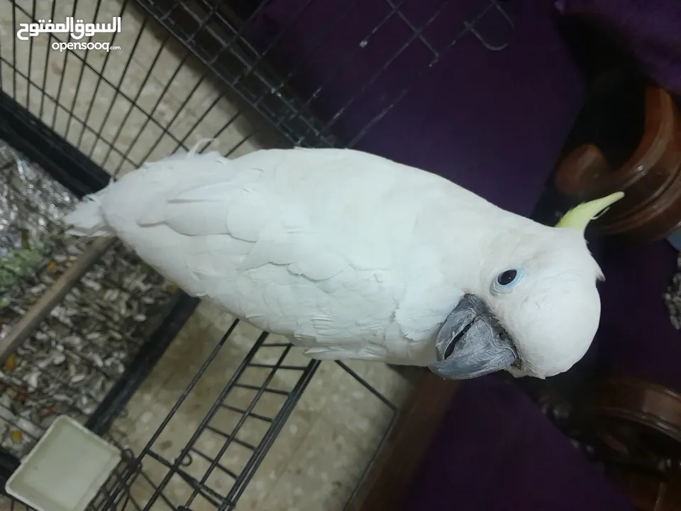 كوكاتو اليف للبيع