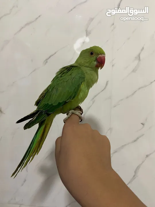 ببغاء الدره