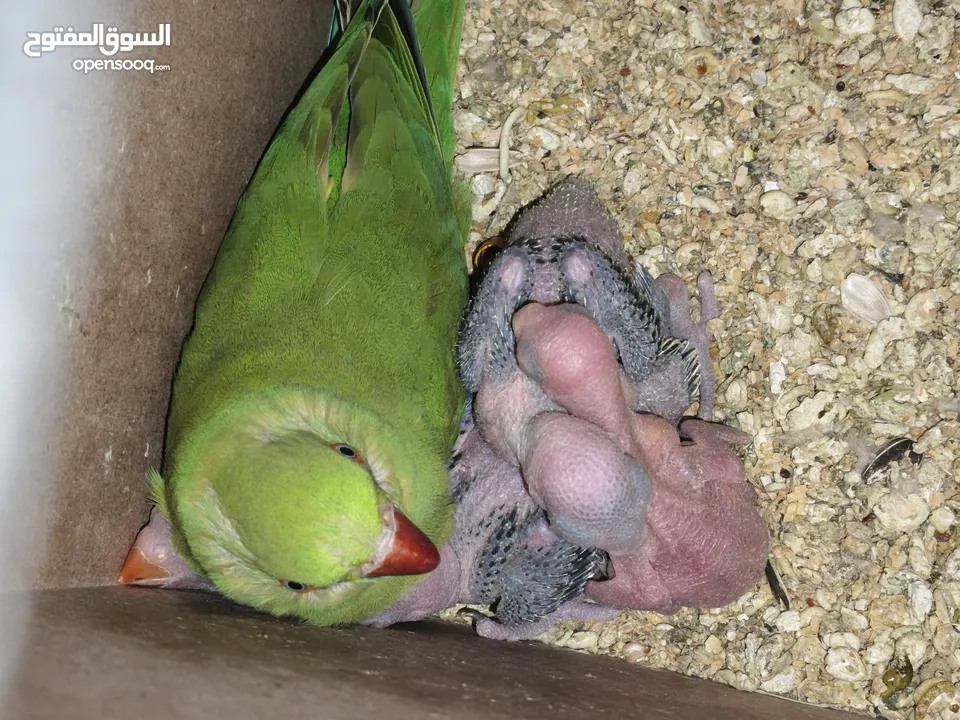 ببغاء كويكر. و دره. و فراخ دره و كويكر  تابع وصف طيور بسعر حرق