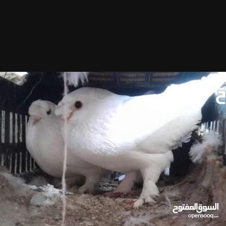 حمام و زغاليل مكاوي الوان و اعمار مختلفة