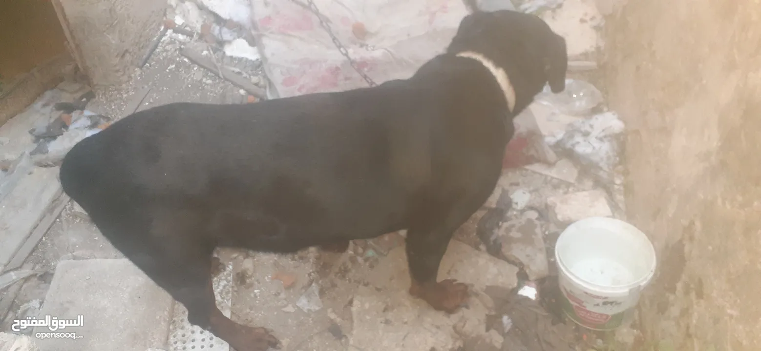 جوز كلاب روت ويلر ولانثى معشره