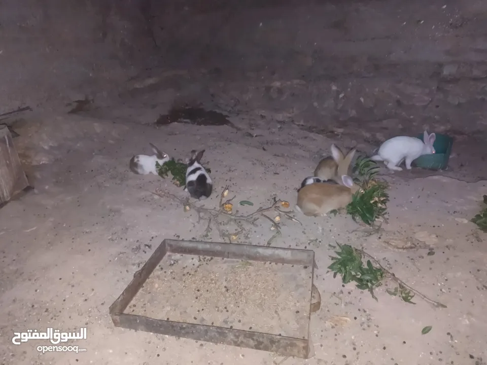 خمس اناثي وذكر شغالات للبيع  بسعر مناسب