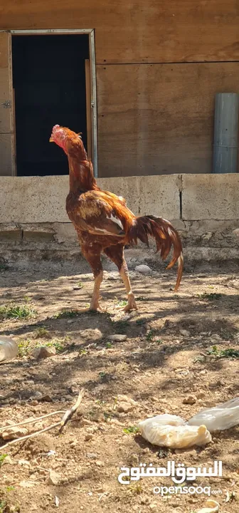 فحل بصلاة على النبي