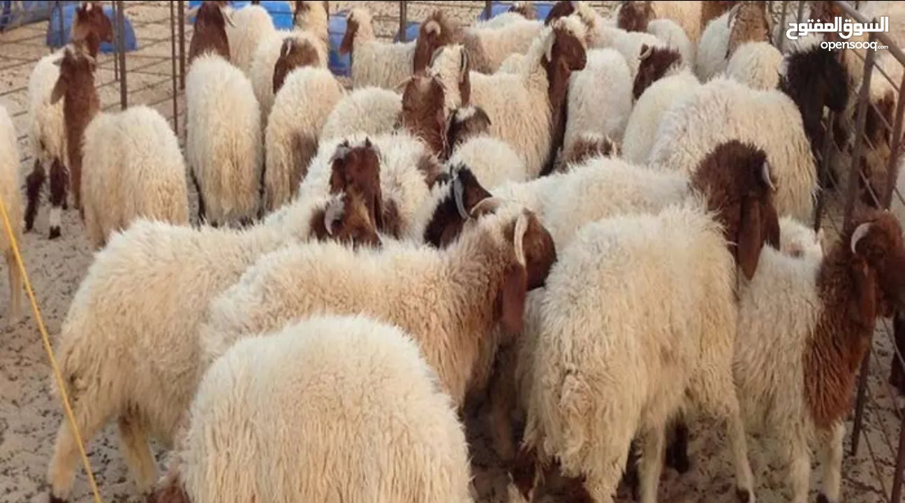 ذبح اضاحي  متنقل