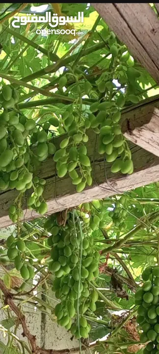 عنب للورق و الثمر تقليم
