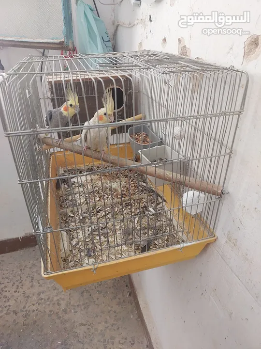 جوز كوكتيل شغلات للبدل على طيور روز الشرط شغلات  وأربع جواز حب للبيع