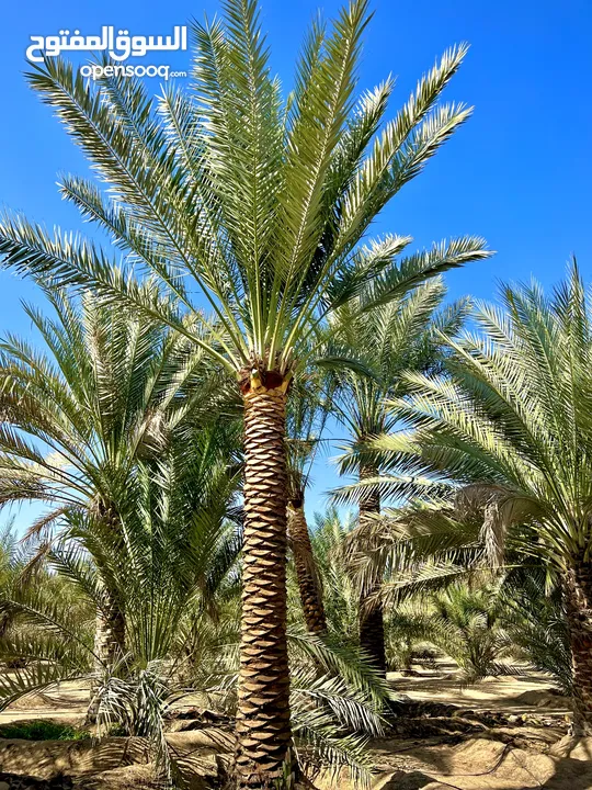 Palm Trees &  Washingtonian palm