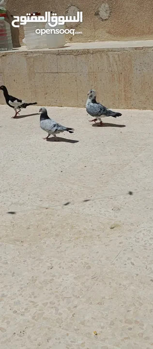 متاح 3جواز جوز لهوارت قراقطه وجوز يهوديات تركيب جديد وفي جواز بلجيكي زرزور عل بلجيكي