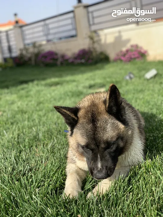 امريكان اكيتا للبيع بداعي السفر — American Akita dog