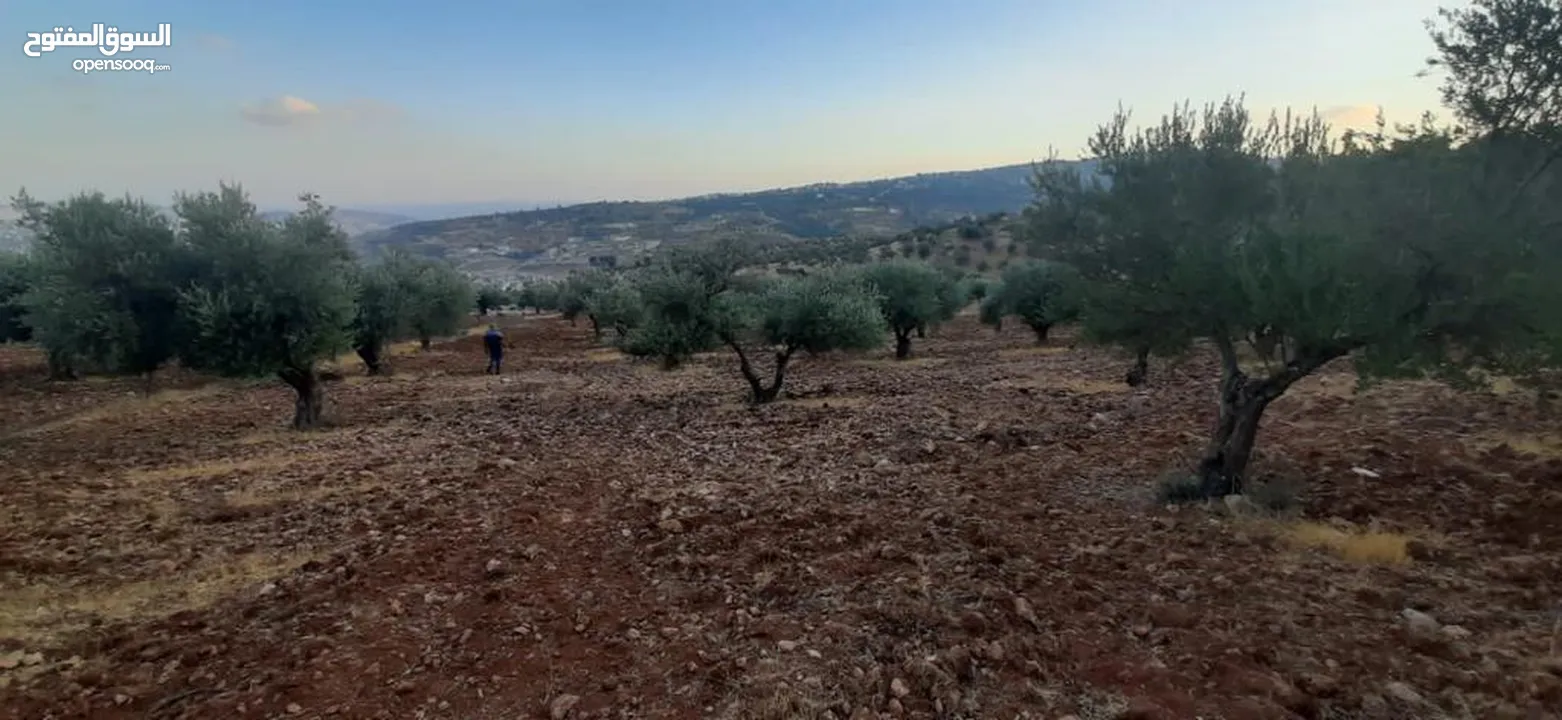 جبا مقابل ثغرة عصفور مشجره زيتون 