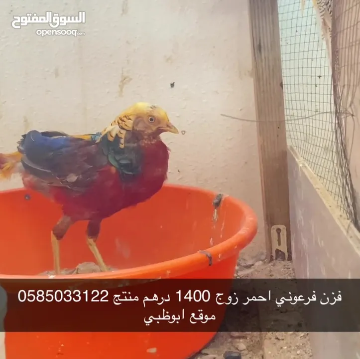 طيور فزن و حمام و طاووس