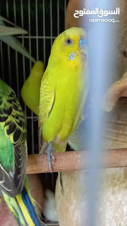 طيور البادجي صغار وكبار إنتاج عماني