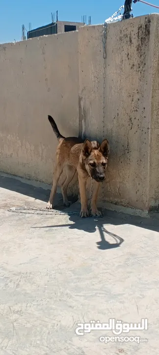 جرو بندوق الاب ملينو بيور و لام جيرمن شيبرد عمر 4 شهور ماخذ مطعوم لون مميز انثى