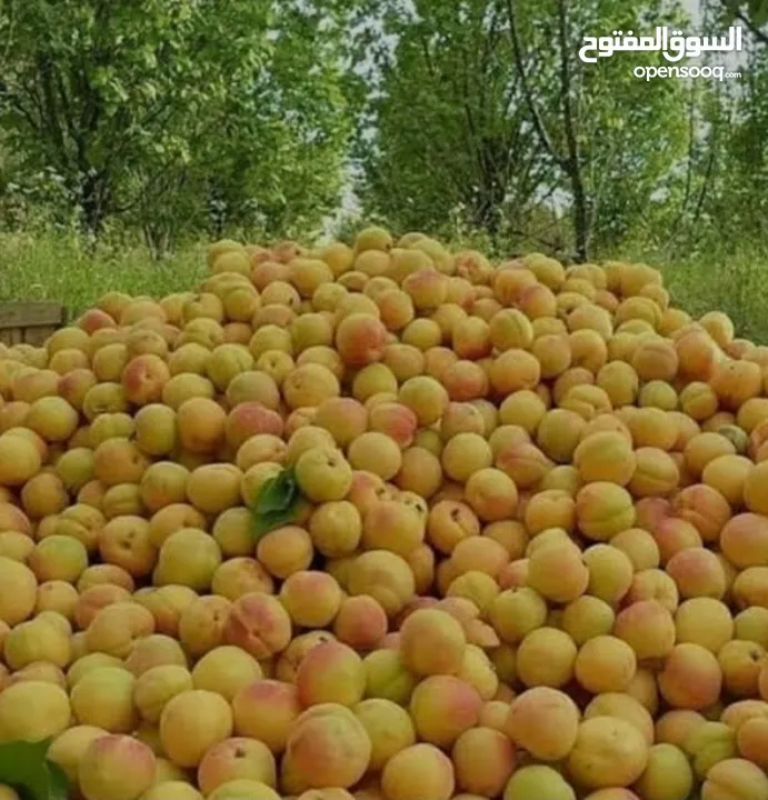 "مشمش أذربيجان"ایران