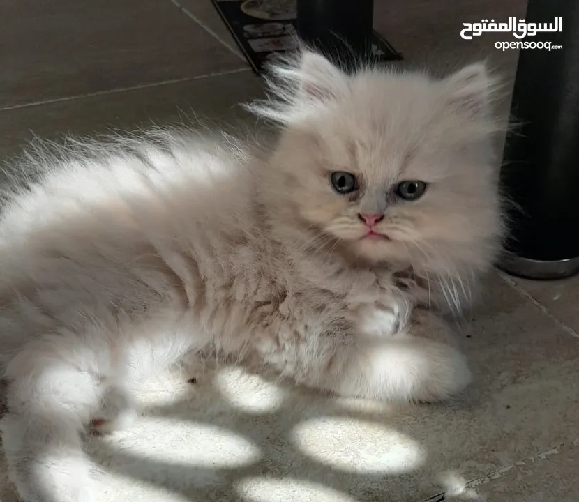 Mix himalayan with persian kittens