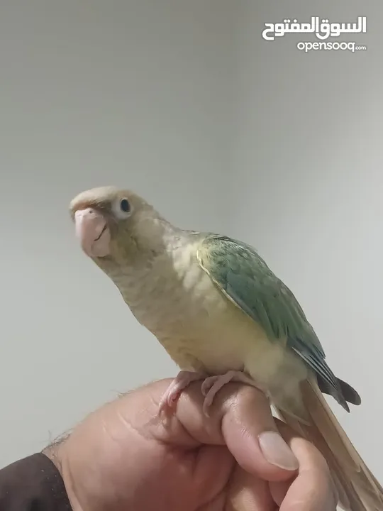 Mint conure fully hand Tamed