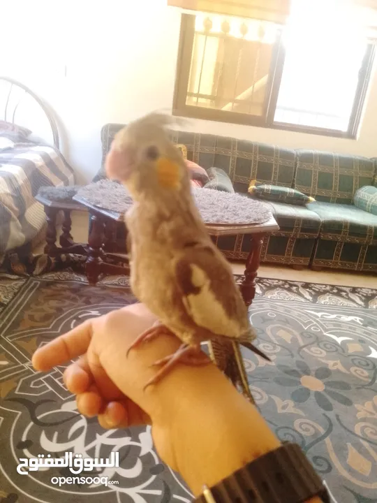 ببغاء كوكتيل اليف جدنننننن