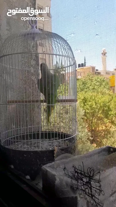 شيكو  ببغاء درة هندي يقلد صوت القطة  وسكر ا تصفر وتحاول الكلام مع قفص واكل التوصيل داخل نابلس بعشرين