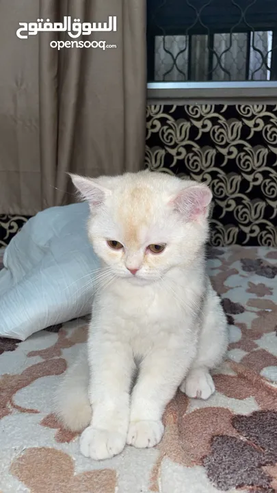 قطط سكوتش فولد 3 اناث وذكرين