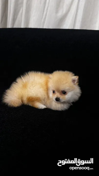 جراء بومبمرينين Pomeranian puppies