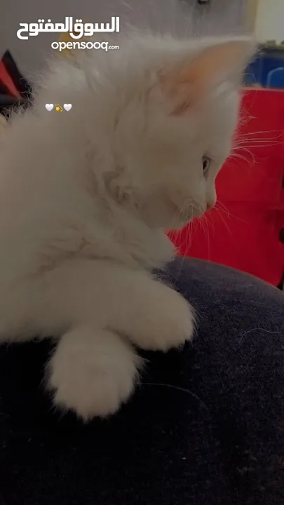 لبيع في خربت السوق