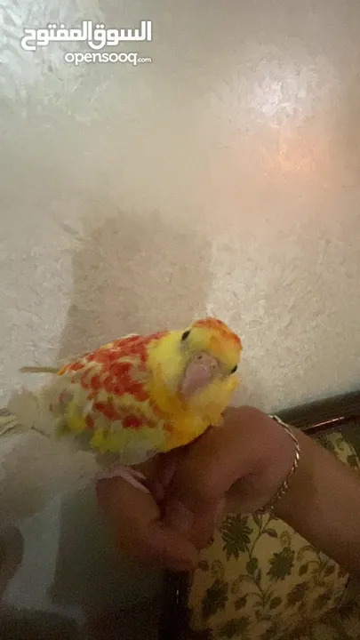 ببغاء مزامير للبيع