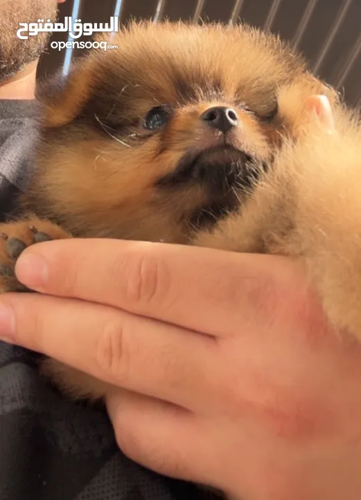 Pomeranian Puppy