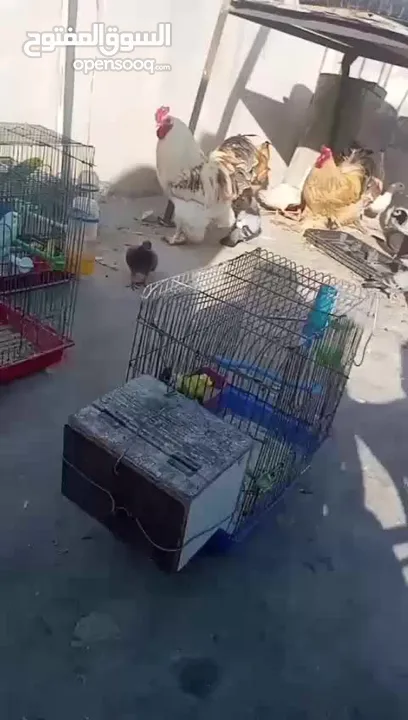 للبيع ديوك براهمه