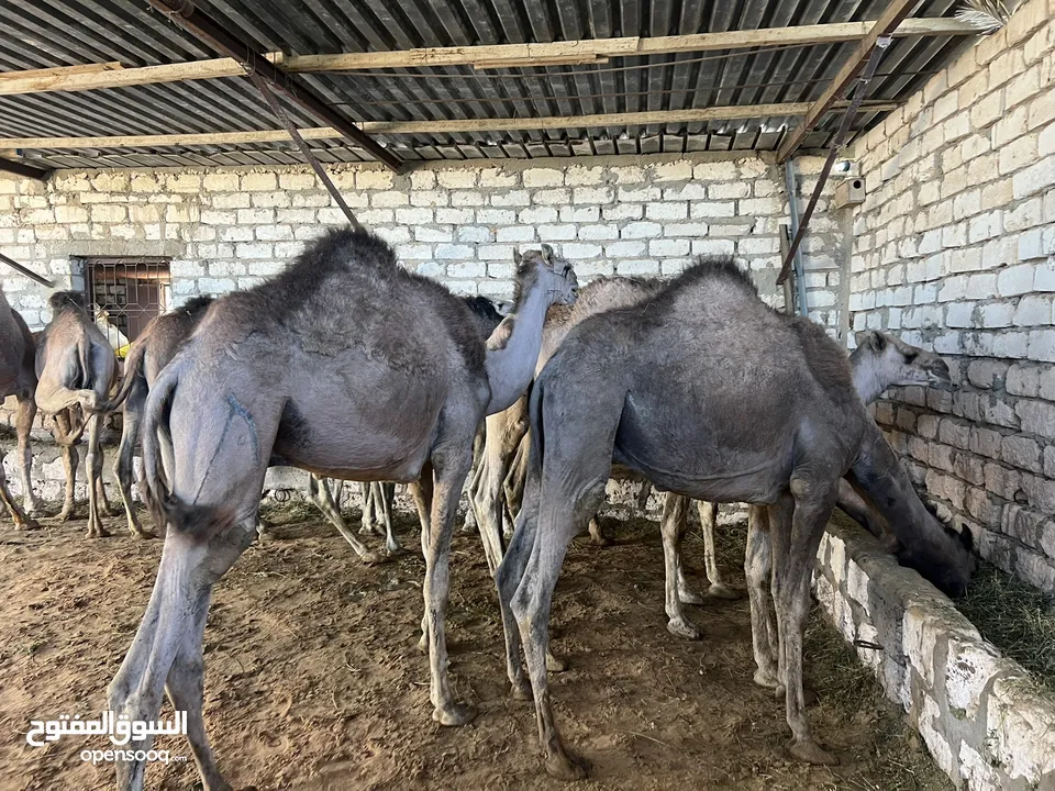 الله ايبارك قعدان مقراسي بي سعر 5.400 او ساهل او وازي الميزان لي يعجبك ميزانهم من 140 لي 160 سعر واح