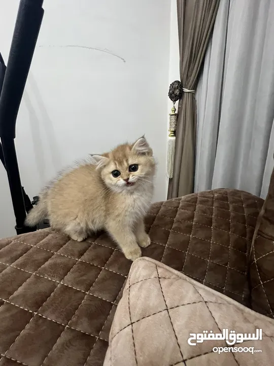 قطط سكوتشات