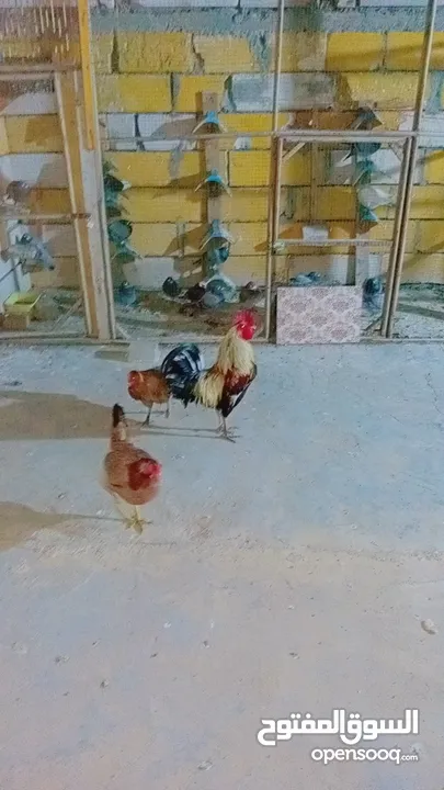 السلام عليكم دجاجتين وديك للبيع دجاجات بياضات 