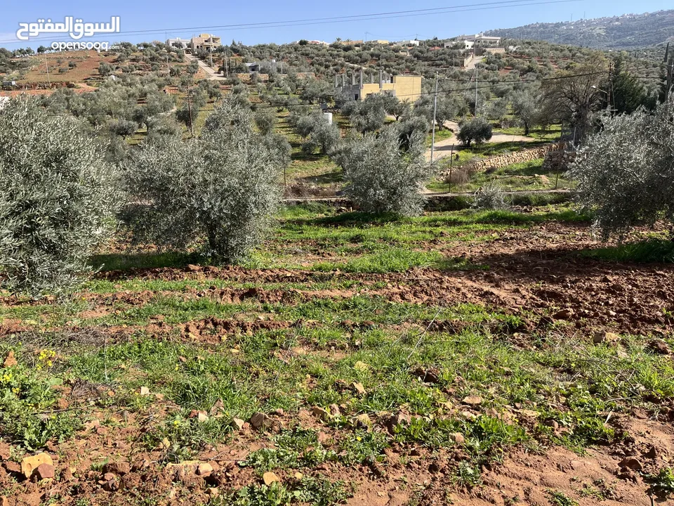 ارض مميزة تصلح لمزرعة او شاليه مقابل مطعم بيت شاكر والاسطبلات الملكية