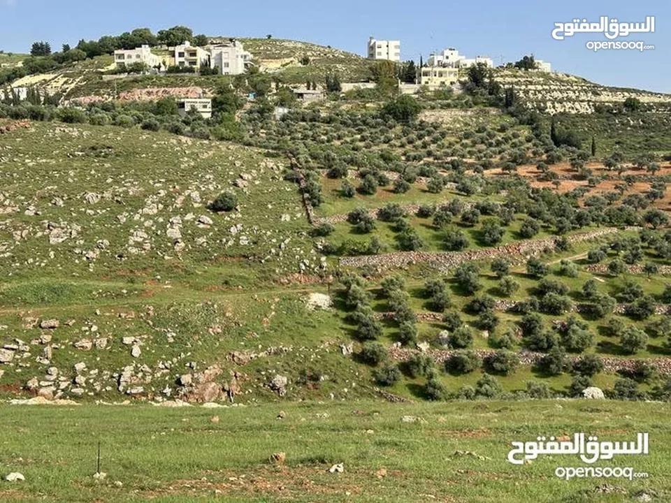 ارض 675 م غرب عمان/مرج الحمام/المشبك.عشارع اسفلت سكن ب 6 د عن دوار شوابكة والمريشد.منطقة خدمات وفلل