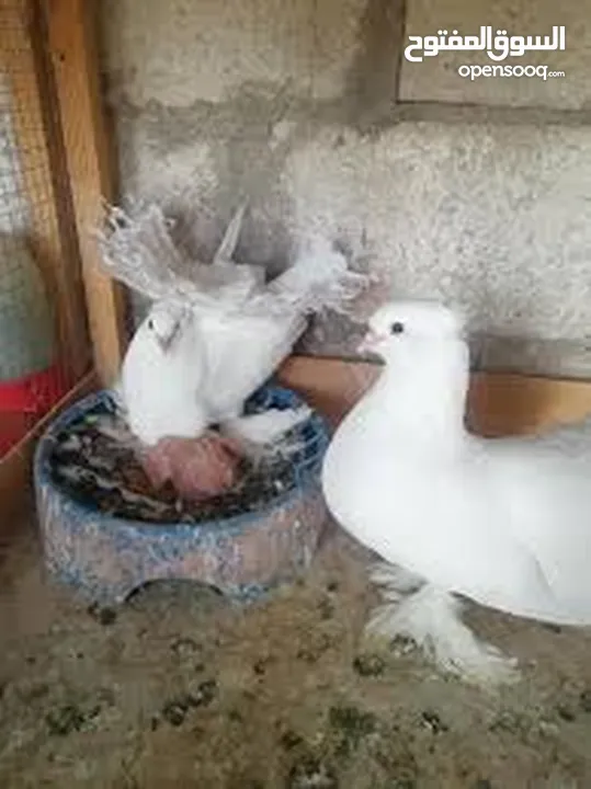 مطلوب حمام هزاز