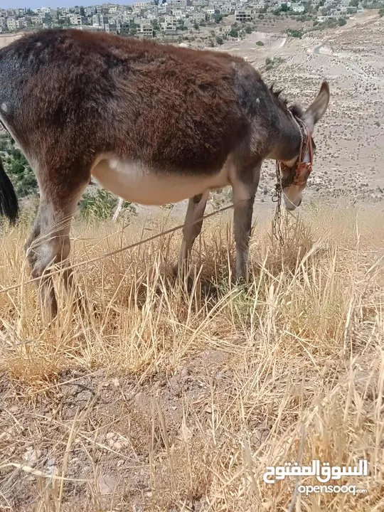 جحشه زرقا قطعه حلوه