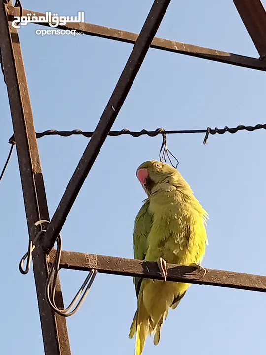 ببغاء الدرة الهندي