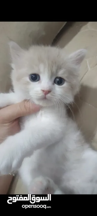 قطط صغيرة للبيع مكس شيرازي