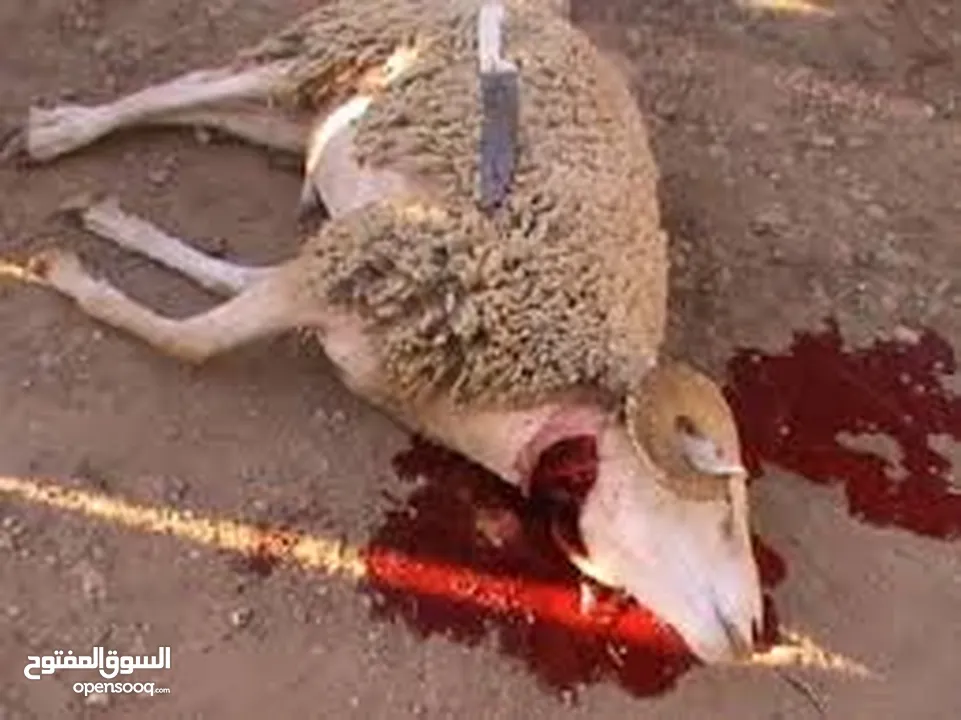 لحام وجزار اضاحي