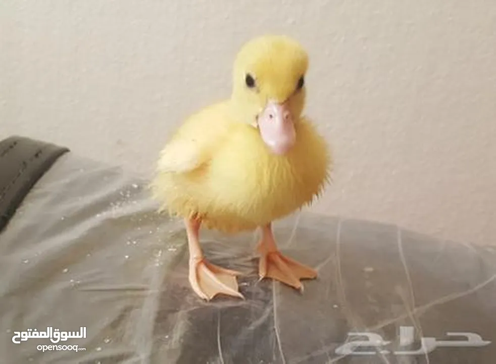 بطبوط بطه صوص مطعم    ا