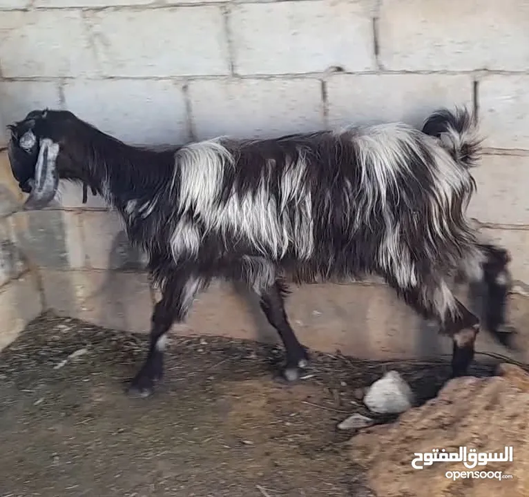 عقائق ذبائح نذر اضاحي بلدي للبيع