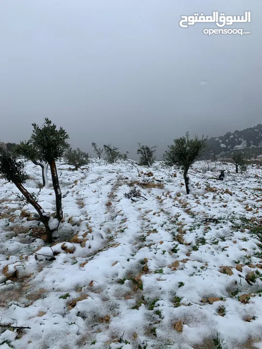 أرض ممتازة في جرش للسكن و للزراعة بقرب أحراش الدولة و سعر مغري  للمزيد من المعلومات اقرأ الوصف