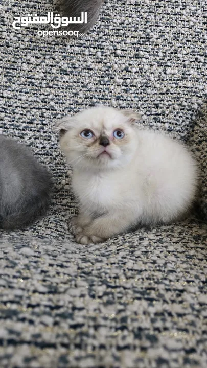 Scottish fold kitten male and female  2 month old